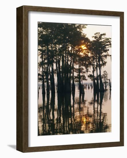 Atchafalaya Swamp, 'Cajun Country', Louisiana, USA-Sylvain Grandadam-Framed Photographic Print