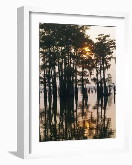 Atchafalaya Swamp, 'Cajun Country', Louisiana, USA-Sylvain Grandadam-Framed Photographic Print