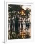 Atchafalaya Swamp, 'Cajun Country', Louisiana, USA-Sylvain Grandadam-Framed Photographic Print