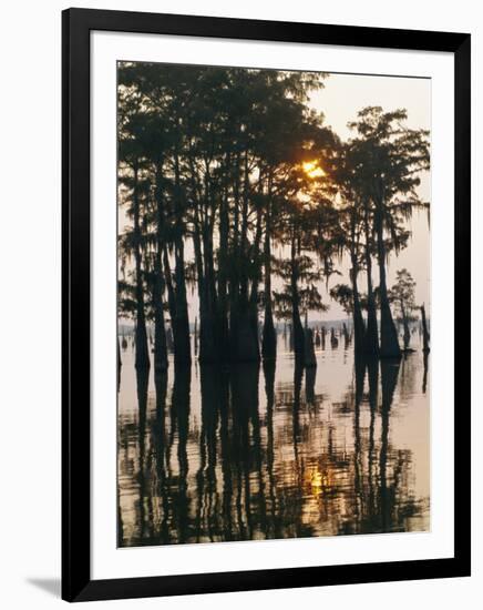 Atchafalaya Swamp, 'Cajun Country', Louisiana, USA-Sylvain Grandadam-Framed Photographic Print