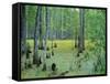 Atchafalaya Swamp Near Gibson in the Heart of 'Cajun Country', Louisiana, USA-Robert Francis-Framed Stretched Canvas