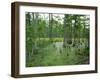 Atchofalaya Swamp in the Heart of Cajun Country, Near Gibson, Louisiana, USA-Robert Francis-Framed Photographic Print