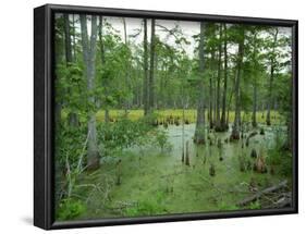 Atchofalaya Swamp in the Heart of Cajun Country, Near Gibson, Louisiana, USA-Robert Francis-Framed Photographic Print