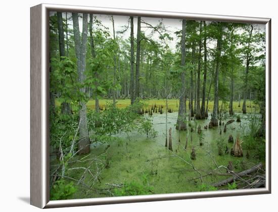 Atchofalaya Swamp in the Heart of Cajun Country, Near Gibson, Louisiana, USA-Robert Francis-Framed Photographic Print