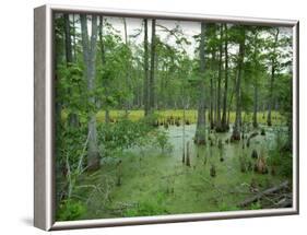 Atchofalaya Swamp in the Heart of Cajun Country, Near Gibson, Louisiana, USA-Robert Francis-Framed Photographic Print