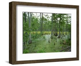 Atchofalaya Swamp in the Heart of Cajun Country, Near Gibson, Louisiana, USA-Robert Francis-Framed Photographic Print