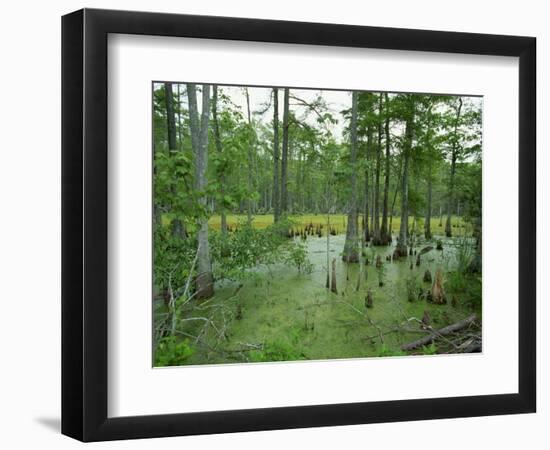 Atchofalaya Swamp in the Heart of Cajun Country, Near Gibson, Louisiana, USA-Robert Francis-Framed Photographic Print