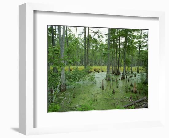 Atchofalaya Swamp in the Heart of Cajun Country, Near Gibson, Louisiana, USA-Robert Francis-Framed Photographic Print