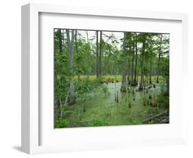 Atchofalaya Swamp in the Heart of Cajun Country, Near Gibson, Louisiana, USA-Robert Francis-Framed Photographic Print