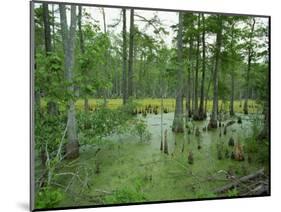 Atchofalaya Swamp in the Heart of Cajun Country, Near Gibson, Louisiana, USA-Robert Francis-Mounted Photographic Print