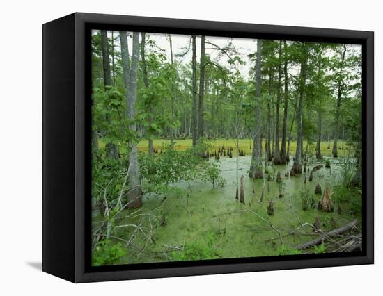 Atchofalaya Swamp in the Heart of Cajun Country, Near Gibson, Louisiana, USA-Robert Francis-Framed Stretched Canvas