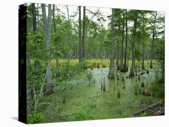 Atchofalaya Swamp in the Heart of Cajun Country, Near Gibson, Louisiana, USA-Robert Francis-Stretched Canvas