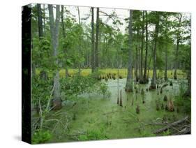 Atchofalaya Swamp in the Heart of Cajun Country, Near Gibson, Louisiana, USA-Robert Francis-Stretched Canvas