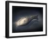 Athenaegis Is an Armored Fish from the Paleozoic Era-Stocktrek Images-Framed Art Print