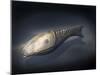 Athenaegis Is an Armored Fish from the Paleozoic Era-Stocktrek Images-Mounted Art Print