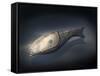 Athenaegis Is an Armored Fish from the Paleozoic Era-Stocktrek Images-Framed Stretched Canvas