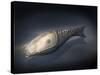 Athenaegis Is an Armored Fish from the Paleozoic Era-Stocktrek Images-Stretched Canvas