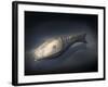 Athenaegis Is an Armored Fish from the Paleozoic Era-Stocktrek Images-Framed Art Print