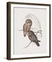 Athene Maculata-John Gould-Framed Giclee Print