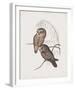 Athene Maculata-John Gould-Framed Giclee Print