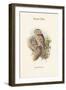 Athene Noctua - Little Owl-John Gould-Framed Art Print