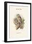 Athene Noctua - Little Owl-John Gould-Framed Art Print