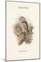 Athene Noctua - Little Owl-John Gould-Mounted Art Print