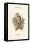 Athene Noctua - Little Owl-John Gould-Framed Stretched Canvas