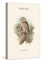 Athene Noctua - Little Owl-John Gould-Stretched Canvas