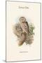 Athene Noctua - Little Owl-John Gould-Mounted Art Print