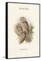 Athene Noctua - Little Owl-John Gould-Framed Stretched Canvas