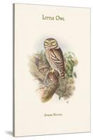 Athene Noctua - Little Owl-John Gould-Stretched Canvas