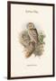 Athene Noctua - Little Owl-John Gould-Framed Art Print