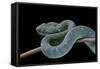 Atheris Chlorechis (Bush Viper)-Paul Starosta-Framed Stretched Canvas