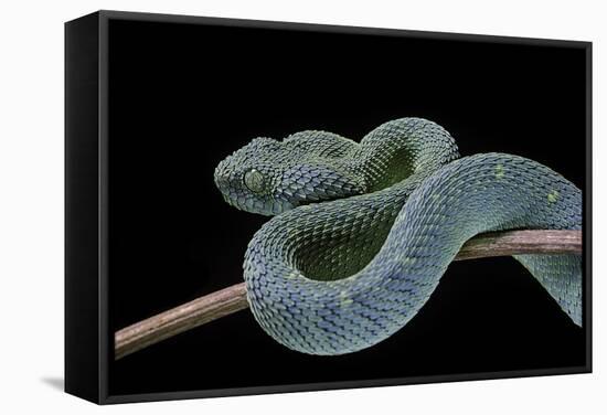 Atheris Chlorechis (Bush Viper)-Paul Starosta-Framed Stretched Canvas