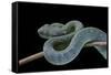 Atheris Chlorechis (Bush Viper)-Paul Starosta-Framed Stretched Canvas