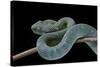 Atheris Chlorechis (Bush Viper)-Paul Starosta-Stretched Canvas