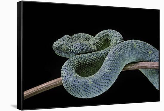 Atheris Chlorechis (Bush Viper)-Paul Starosta-Framed Stretched Canvas