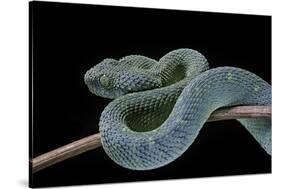 Atheris Chlorechis (Bush Viper)-Paul Starosta-Stretched Canvas