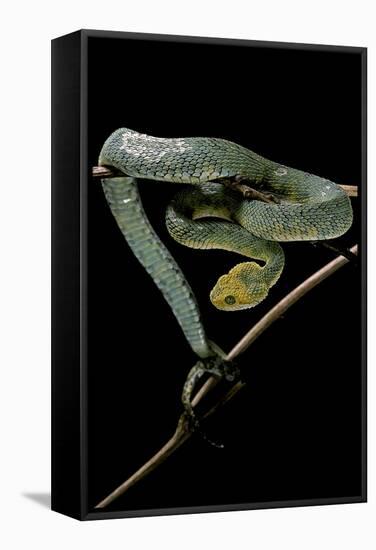 Atheris Chlorechis (Bush Viper)-Paul Starosta-Framed Stretched Canvas