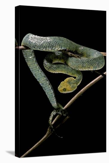 Atheris Chlorechis (Bush Viper)-Paul Starosta-Stretched Canvas