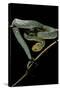 Atheris Chlorechis (Bush Viper)-Paul Starosta-Stretched Canvas