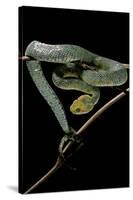 Atheris Chlorechis (Bush Viper)-Paul Starosta-Stretched Canvas