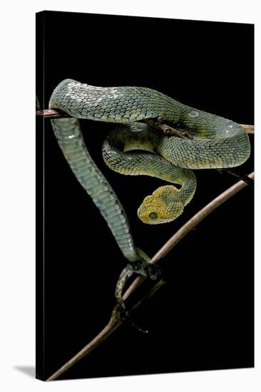 Atheris Chlorechis (Bush Viper)-Paul Starosta-Stretched Canvas