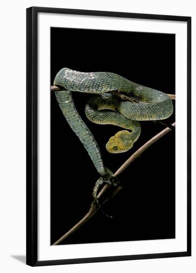 Atheris Chlorechis (Bush Viper)-Paul Starosta-Framed Premium Photographic Print
