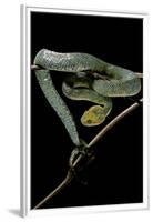 Atheris Chlorechis (Bush Viper)-Paul Starosta-Framed Premium Photographic Print