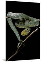 Atheris Chlorechis (Bush Viper)-Paul Starosta-Mounted Premium Photographic Print