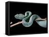 Atheris Chlorechis (Bush Viper)-Paul Starosta-Framed Stretched Canvas