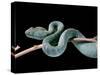 Atheris Chlorechis (Bush Viper)-Paul Starosta-Stretched Canvas