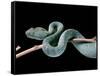 Atheris Chlorechis (Bush Viper)-Paul Starosta-Framed Stretched Canvas